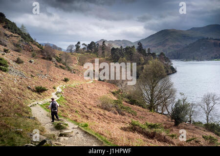 Single male hiker with walking poles hiking along twisting and undulating lower lakeside path of Ullswater towards Patterdale Stock Photo