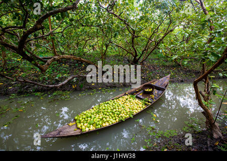 in a guava orchard