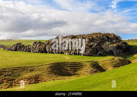 The Trees of Slope Point - New Zealand Stock Photo - Alamy