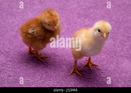 Chickens on a purple floor Stock Photo