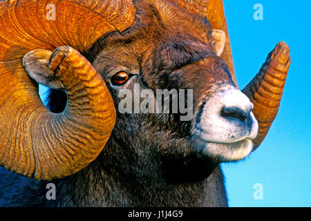 Portrait of Bighorn Ram, full-curl, portrait close up Stock Photo