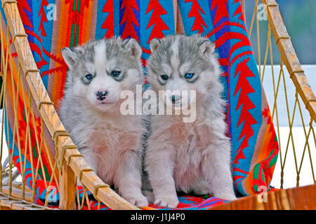 Two six week old  Siberian Husky puppies sitting together in dogsled Stock Photo
