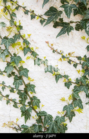 Ivy - new growth in spring - on white painted wall Stock Photo