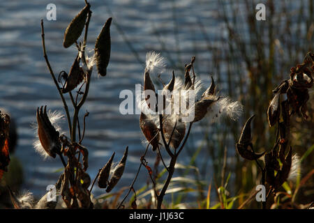 Weeds on lakeshore, Quebec, Canada Stock Photo