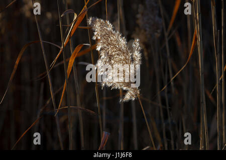 Weeds on lakeshore, Quebec, Canada Stock Photo