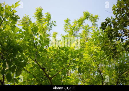 Close up Green leaf of Agasta Dolichandrone rpathacea Schum tree. Dolichandrone serrulata. Stock Photo