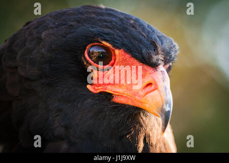 Close up of the head of a Bateleur eagle in South Africa Stock Photo