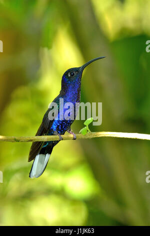 Violet Sabrewing in Costa Rica cloud forest Stock Photo