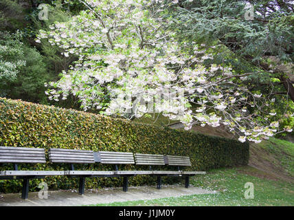 The row of benches under the blooming tree in Wellington Botanic Garden (New Zealand). Stock Photo