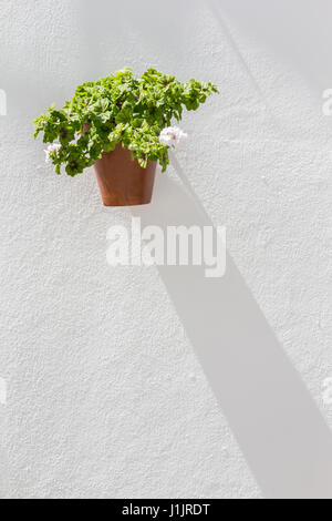 Flower pot hanging from a white wall in Vejer de la Frontera, Andalusia, Spain Stock Photo
