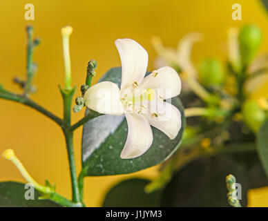 White flowers of Murraya paniculata, Jasminul portocal  (Murraya exotica, Chalcas paniculata sau Chalcas exotica), green bush close up. Stock Photo