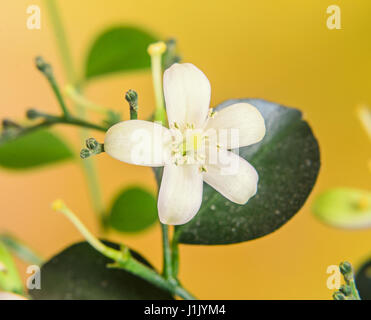 White flowers of Murraya paniculata, Jasminul portocal  (Murraya exotica, Chalcas paniculata sau Chalcas exotica), green bush close up. Stock Photo