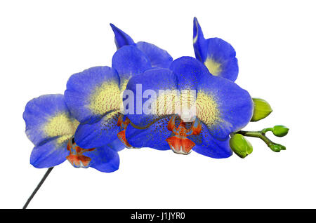 Blue orchids with red pistils close up branch flowers, isolated on white background. Stock Photo