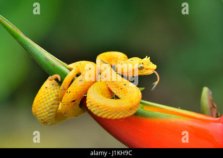 Eyelash Palm Pitviper in Costa Rica Tropical rain forest Stock Photo