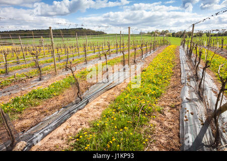 Vineyard in spring, Halfpenny Green, Staffordshire UK midlands British English Stock Photo