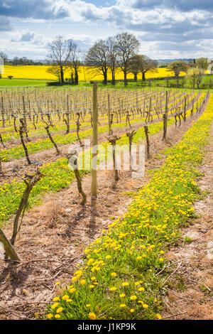 Vineyard in spring, Halfpenny Green, Staffordshire UK midlands British English Stock Photo