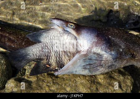 Moray eal captured a  big fish, both died, Bonaire, island, Caribbean Stock Photo