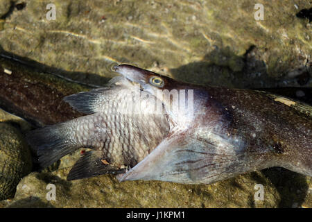 Moray eal captured a  big fish, both died, Bonaire, island, Caribbean Stock Photo