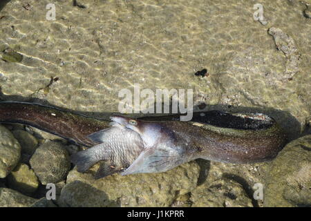 Moray eal captured a  big fish, both died, Bonaire, island, Caribbean Stock Photo