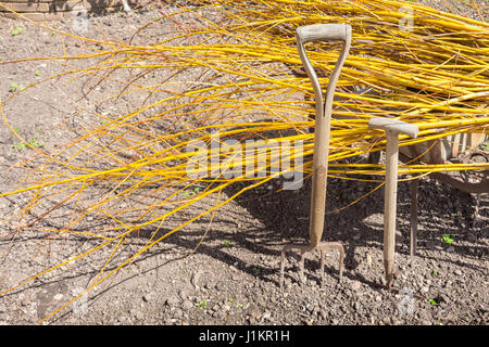 Two fork or spade handles in soil in a garden Stock Photo