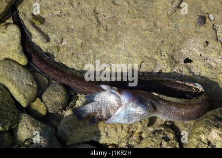 Moray eal captured a  big fish, both died, Bonaire, island, Caribbean Stock Photo