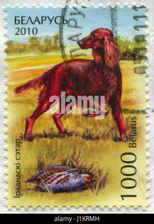 GOMEL, BELARUS, APRIL 20, 2017. Stamp printed in Belarus shows image of  The Irish Setter, circa 2010. Stock Photo