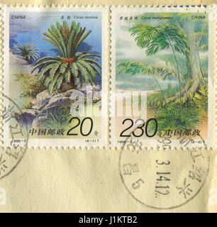 GOMEL, BELARUS, APRIL 21, 2017. Stamp printed in China shows image of  The Cycas revoluta and Cycas multipinnata, circa 1996. Stock Photo