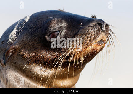 Sea lion from Galapagos Stock Photo