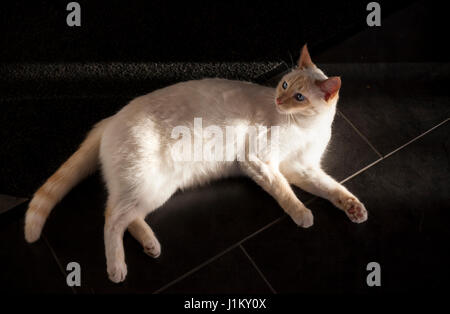 Cute white cat lies in sunshine on dark floor Stock Photo