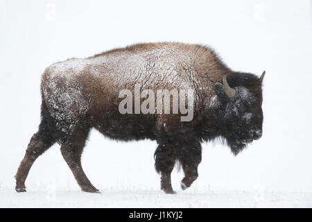 American bison / Amerikanischer Bison ( Bison bison ) in winter, young bull, walking through snow, blowing snow, snowfall, Yellowstone, Wyoming, USA. Stock Photo