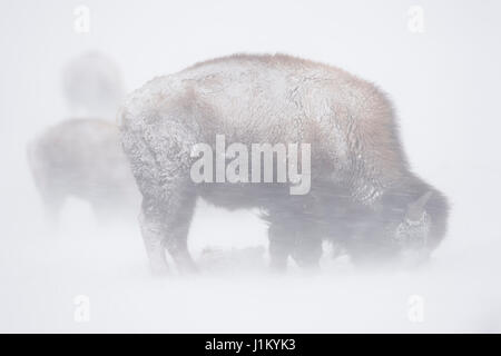American bison / Amerikanischer Bison ( Bison bison ) in Blizzard, blowing snow, hevy snowfall, feeding on grass, hard times in Yellowstone National P Stock Photo