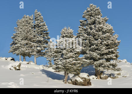 Snow covered conifer trees on a little hill under blue sky high up in the caldera of the Yellowstone area, Winter in Wyoming, USA. Stock Photo