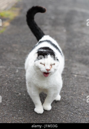 Cat with no ears, Hampshire, UK Stock Photo