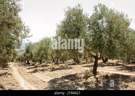 Old olive trees in the Mediterranean Stock Photo