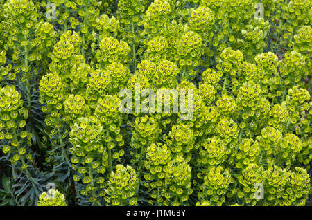 Euphorbia characias subsp. characias 'Humpty Dumpty' Stock Photo