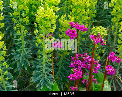 Bergenia 'overture' and Euphorbia characias subsp. characias 'Humpty Dumpty' Stock Photo