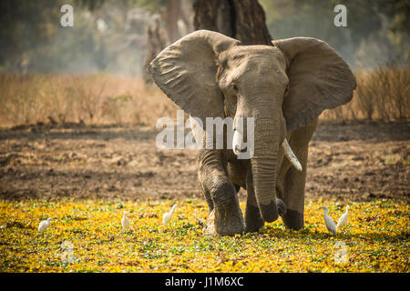 Elephant feeding and walking in the marsh