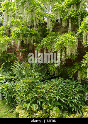 Large Wisteria Sinensis Alba in bloom with hanging blossom flowers, Derbyshire, England, UK Stock Photo