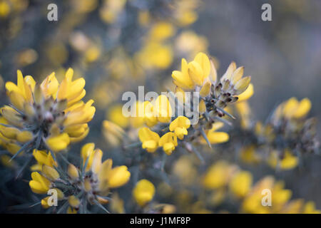 Yellow Gorse Close-up (Ulex Europaeus), Scotland Stock Photo