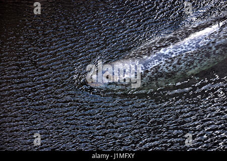 Seal swimming in the pool. Close-up photography. Stock Photo