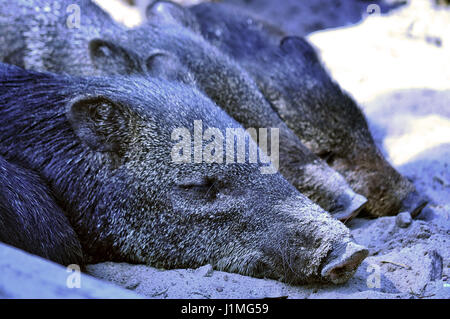 Wild boar cubs lying in the same row. Stock Photo