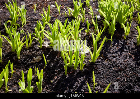 new green sprouts in springtime Stock Photo