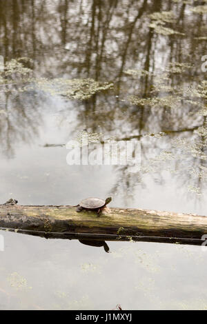 Painted turtle on log in pond at springtime Stock Photo