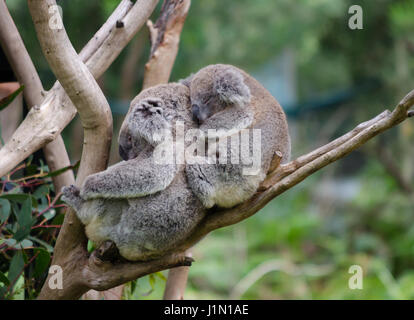 Baby Koala snuggles next to a koala on a tree branch. Stock Photo