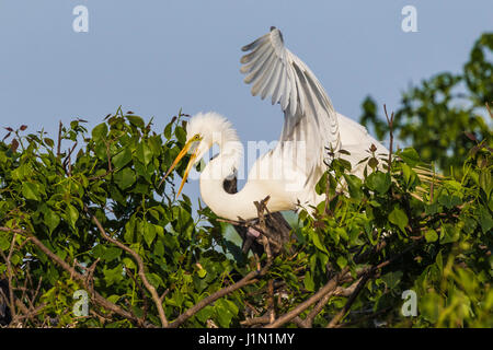 Great Egret in breeding plumage at Smith Oaks Rookery on High Island. Stock Photo