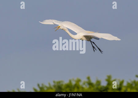 Great Egret in flight at Smith Oaks Rookery on High Island. Stock Photo