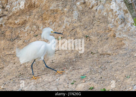 Snowy Egrets in breeding plumage at the Smith Oaks Rookery on High Island, Texas. Stock Photo