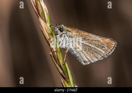 A large skipper is sitting on a grass-stock Stock Photo