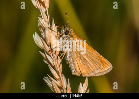 A large skipper is sitting on a grass-stock Stock Photo