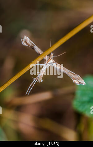 A white plume moth on a grass-stock Stock Photo